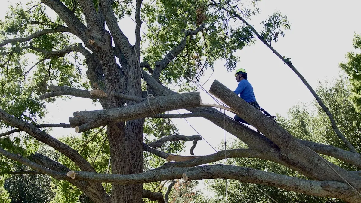Professional Hazardous Tree Removal performed by certified arborists in Guston