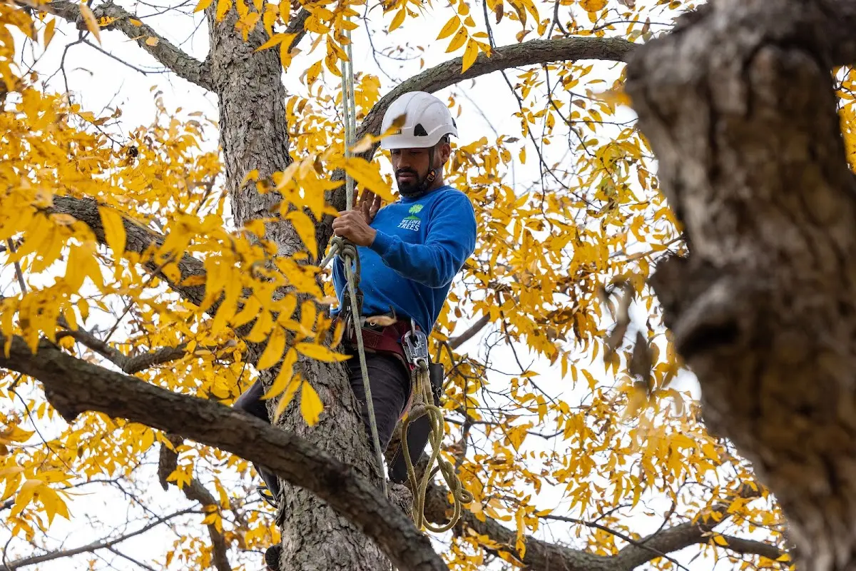 Skilled Tree Planing crew working in Guston